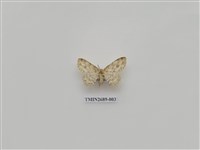 藏品(尺蛾234)的圖片